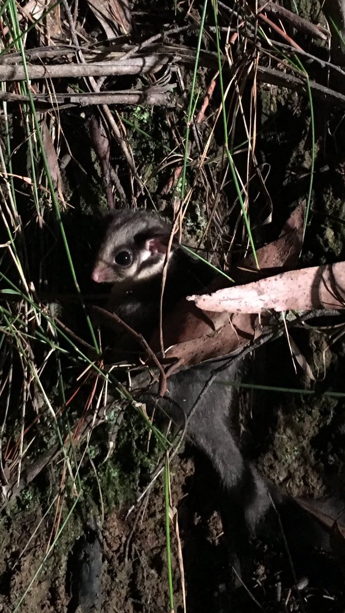 EcologyElle's tweet photo. It's not everyday you get to see a critically endangered species!Leadbeater's possum last night in VicSF @LTecology https://t.co/oLKX4FdU0R