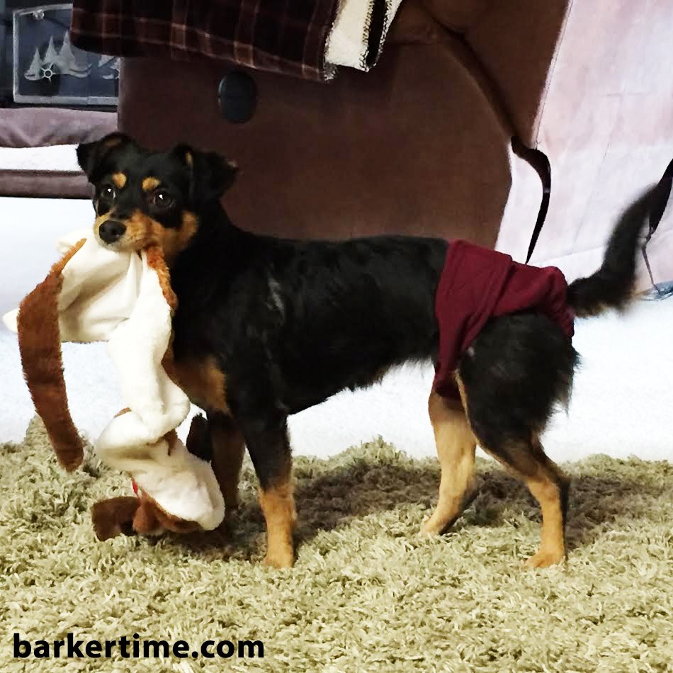 barkertime_pet's tweet photo. Meet Lana from #Albuquerque wearing our #DogDiapers https://t.co/MNyHXVtQ1Y #barkertime #dogdiaper #seniordog #chihuahua #dogincontinence https://t.co/xUnp3pFnqz