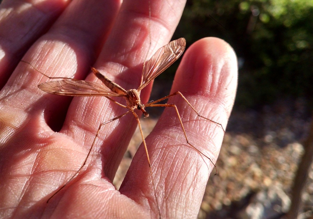 Do crane flies eat mosquitoes