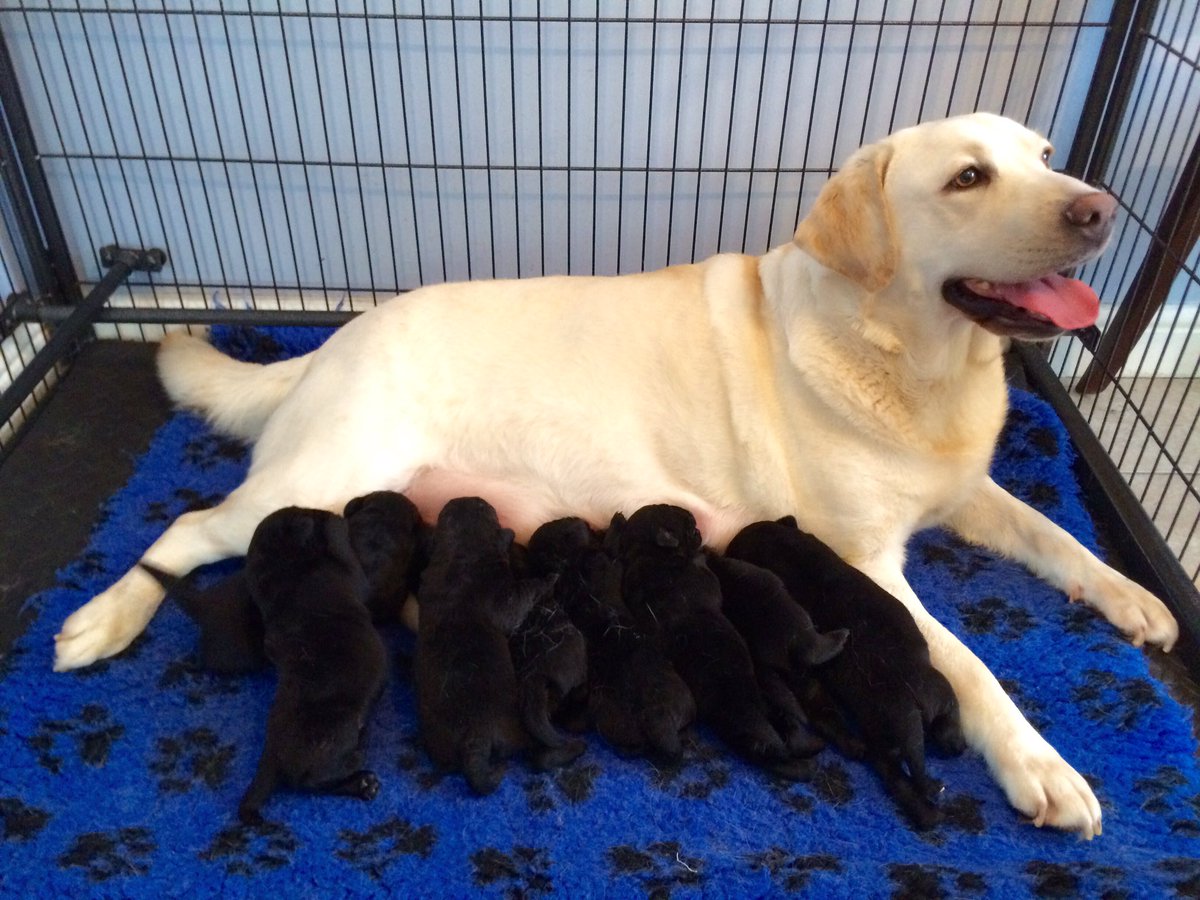 MerlinBlackLab's tweet image. Here's my mum... I'm the big fat lump on the far right 😅
#dogsoftwitter #fatpuppy #puppylove #labrador