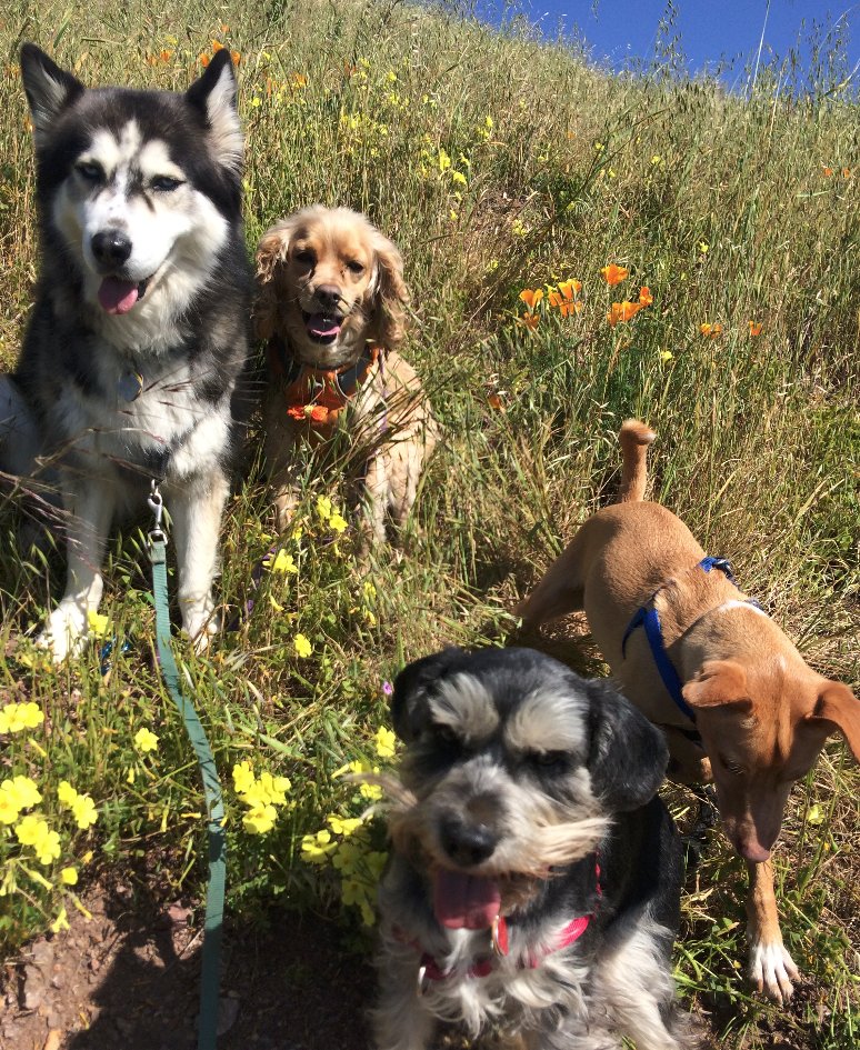 My dog's first dog walker, walk. Looks like he's having fun. #jealousmom #whatalife