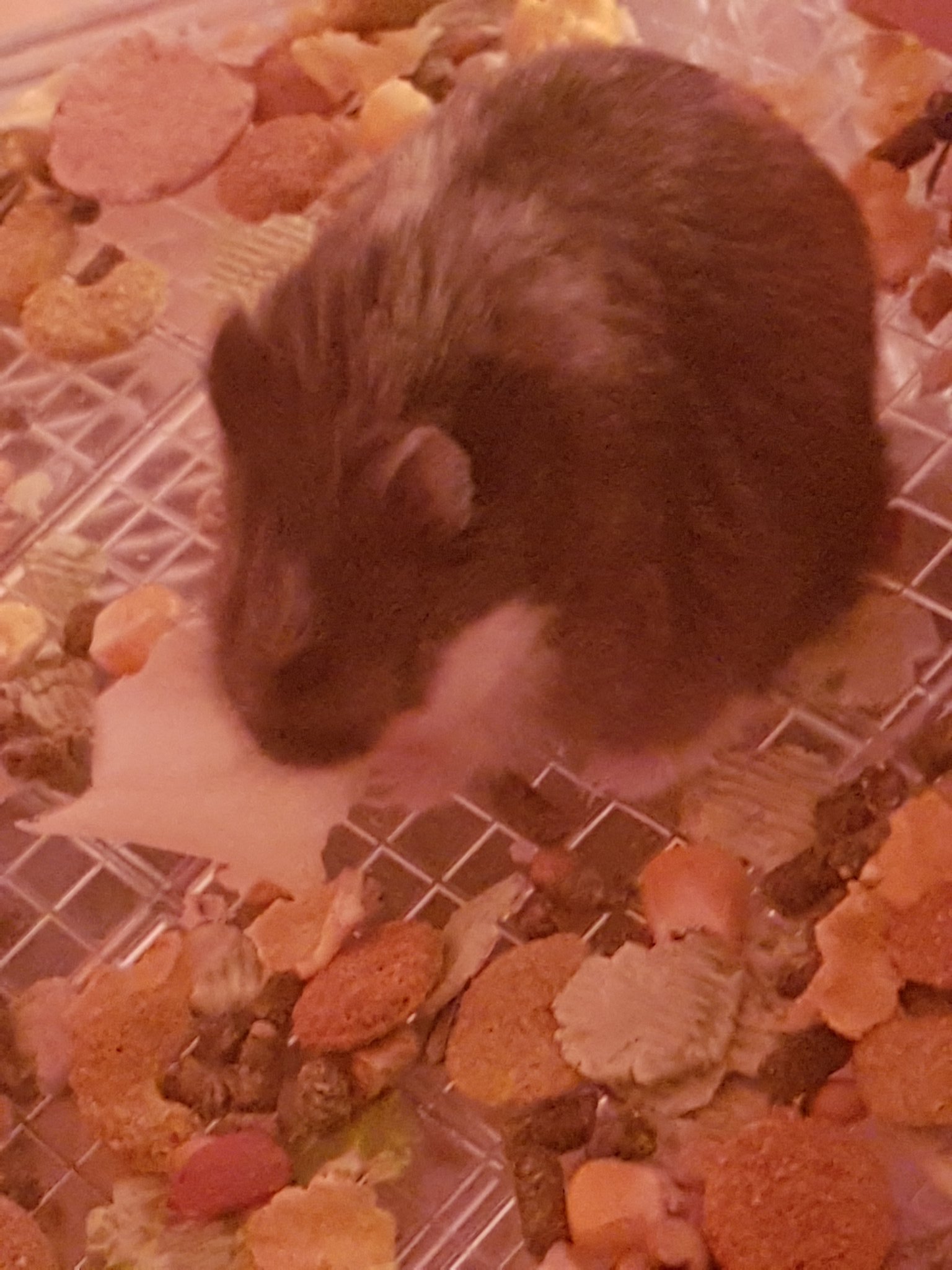 Happy birthday from your name\s sake Marina the Russian Dwarf hamster! 