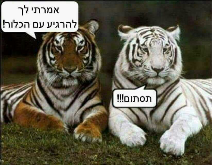 amarmosh65's tweet image. נקיון פסח בפיד