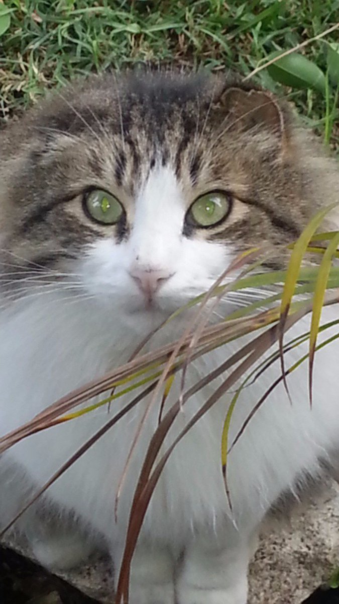 whisperingbox's tweet photo. You made us smile every single day..another gentle spirit. 2001-2010 RIP https://t.co/UzNffJKaEH