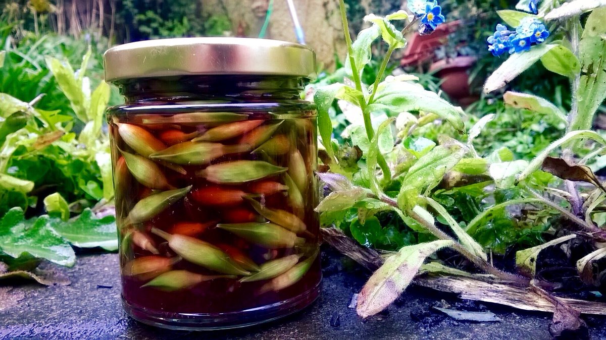 LeeeBurrows's tweet photo. Pickled wild garlic flower buds! https://t.co/Y8R58SyXTC