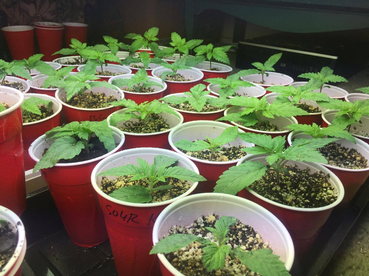 KushBiznuS420's tweet photo. It's about that time. #GotDank #420 #GrowYourOwn #Cookies #AlienOG #BlueDream #SourKosher #GrapeFruit https://t.co/6kt1bWRsr4
