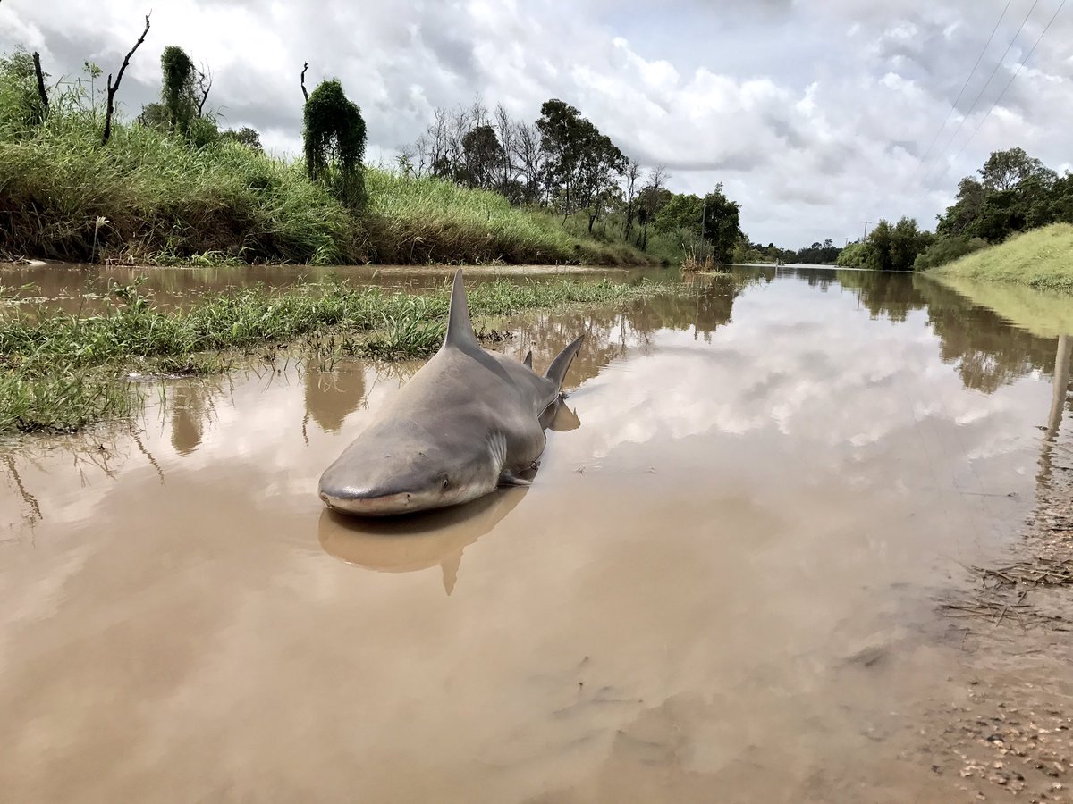 PhilipCalder9's tweet image. The only victim of Burdekin flooding...a bull shark. #CycloneDebbie @WINNews_TVL