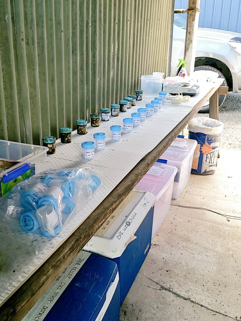 jm2kelley's tweet photo. The #shedlab is operational! Now I have to process the 💩💩💩 #ausdairy #liverfluke #flukegirl #FlukeLyfe @nickalabest @VRathina https://t.co/LidtNK6T19