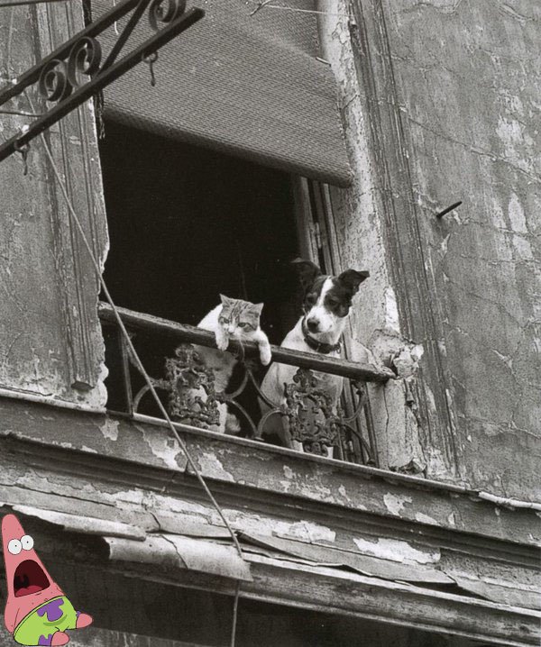 mingea8's tweet photo. Patrick is shocked that a cat and a dog are hanging and they are shocked that patrick is out of the sea! @ds106dc #tdc1907 #ds106 https://t.co/Q6OYESUnYY