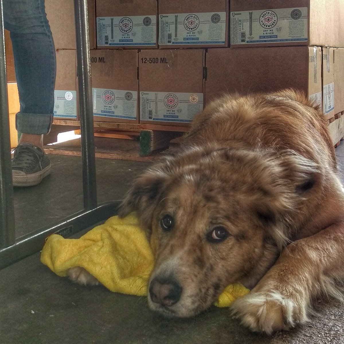 Someone is tuckered out after labeling fresh bottles of Dry Me A River. #hardcider #craftcider #puppy #ciderpup