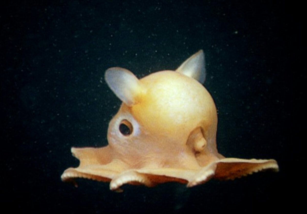 BradGooseberry's tweet photo. #DYK the Dumbo Octopus "flies" through water using ear-like fins, and will return in 2019 with a Disney live action reboot by Jon Favreau. https://t.co/TqAYjhnTyp