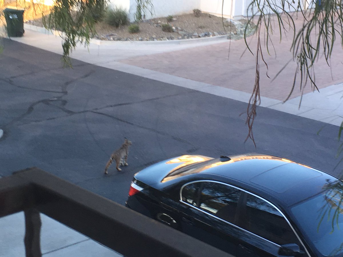 aaronrfreeman's tweet photo. @FOX10Phoenix bobcat sighting at Fireside in North Phoenix! https://t.co/qUGm2Y7C7p
