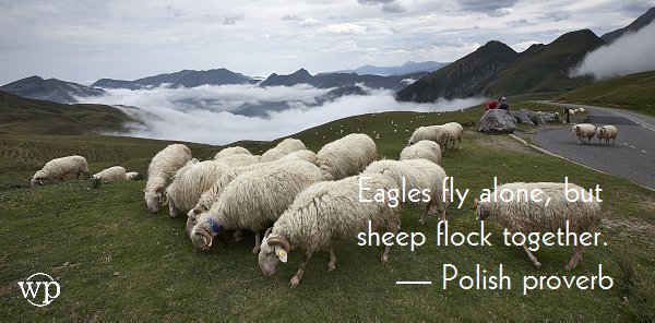 thinkproverbs's tweet photo. Eagles fly alone, but sheep flock together. — Polish proverb https://t.co/tZnElxyPaq