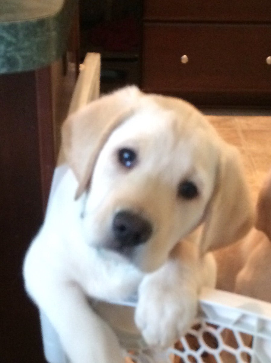 doyle_strobel's tweet image. I am going to train my new pup Leo to be a therapy dog. Giving back after living through FTD.