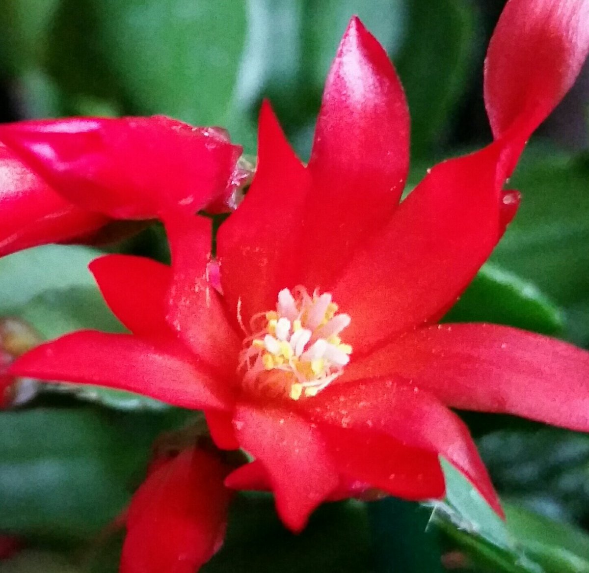 GardenOpus's tweet photo. @gabychavezd1 Thanks & for fun my collective name for all the #epiphyte #phylloclade-type #Cactaceae is #Cactopus, or plural - #Cactopi! 😂😂😂 https://t.co/19R8PTkfjm
