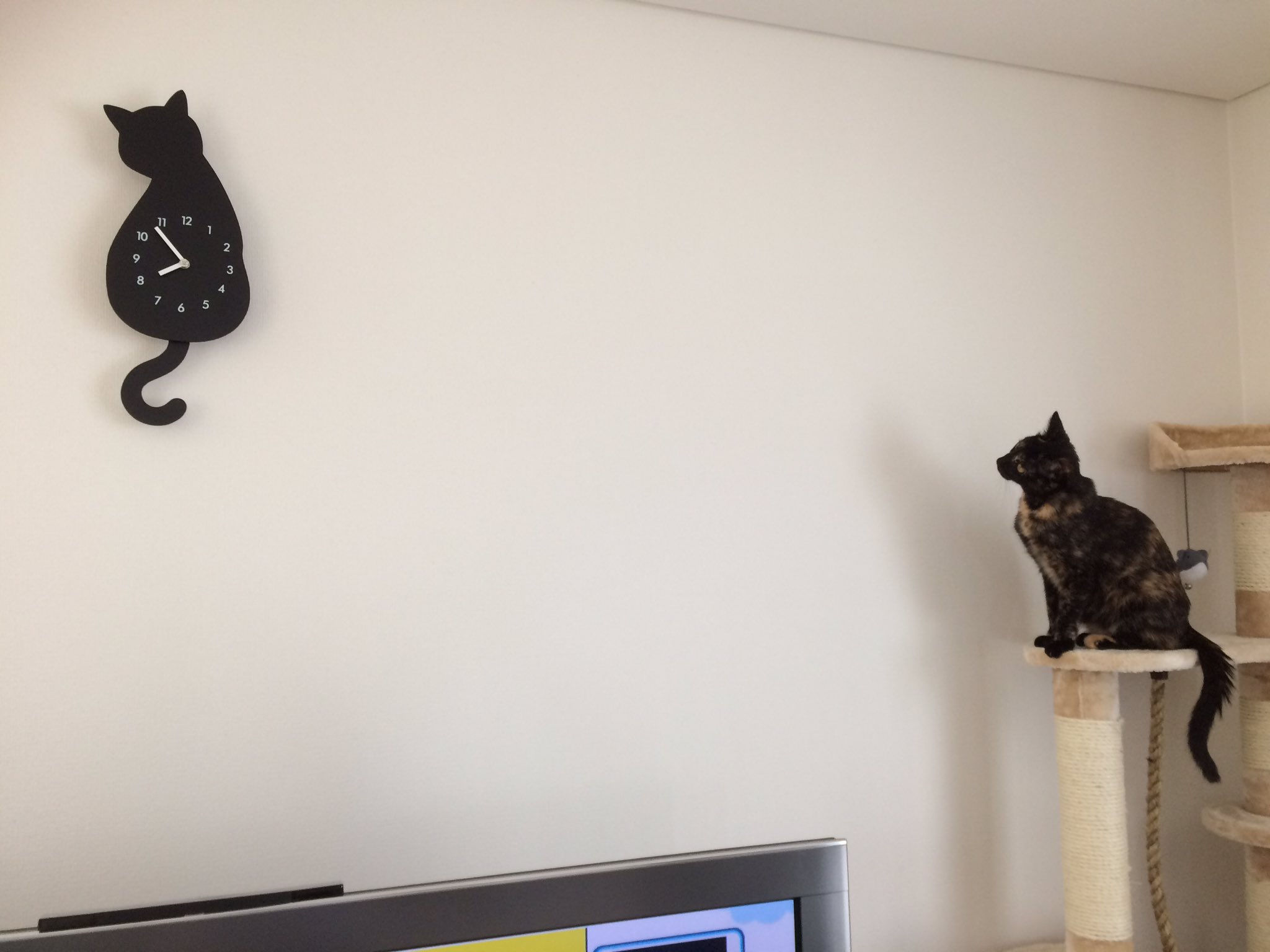 Twitter पर さび猫ちょこと三毛猫むぎ ニトリの黒猫振り子時計を購入 左右に動くしっぽに なにこれー って感じでしばらく眺めていたちょこちゃんでした T Co C0xplw1ct7 Twitter