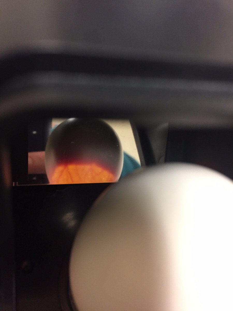 mrshernandezedu's tweet photo. Have you ever seen whats inside a chicken egg? My Learners Have! @PikeRoadSchools #pikeroadway @TownofPikeRoad #1schat https://t.co/68G0Ct4AUZ
