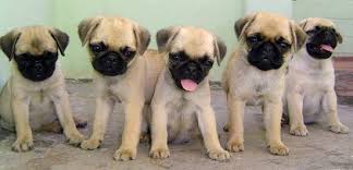 ReggieThePug1's tweet photo. Interested in buying a Pug in Ontario?
We have put together a list of Breeders here:
https://t.co/XV1VryxjxR
#pugbreeders #purebredpug #pug https://t.co/DZaBavfE6P