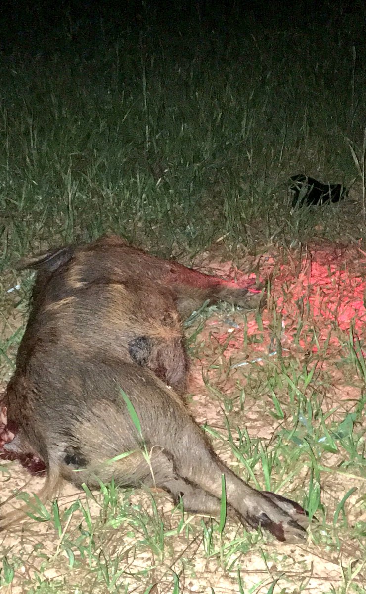 GAhuntingGal's tweet photo. Hog down in round 1!  #littlepiggy #hogcontrol #whatgetsyououtdoors https://t.co/IuEDpkbBr3