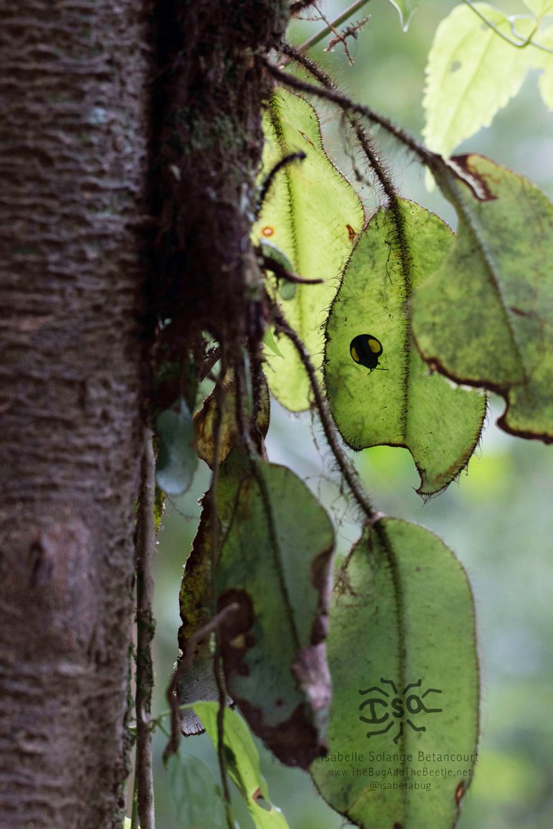 isabetabug's tweet photo. A tortoise beetle rests in the shade under a leaf in Costa Rica. 
And on the leaf below sits an IsaBetaBug ;)
#TenorioVolcano #puravida https://t.co/utP7l3831T