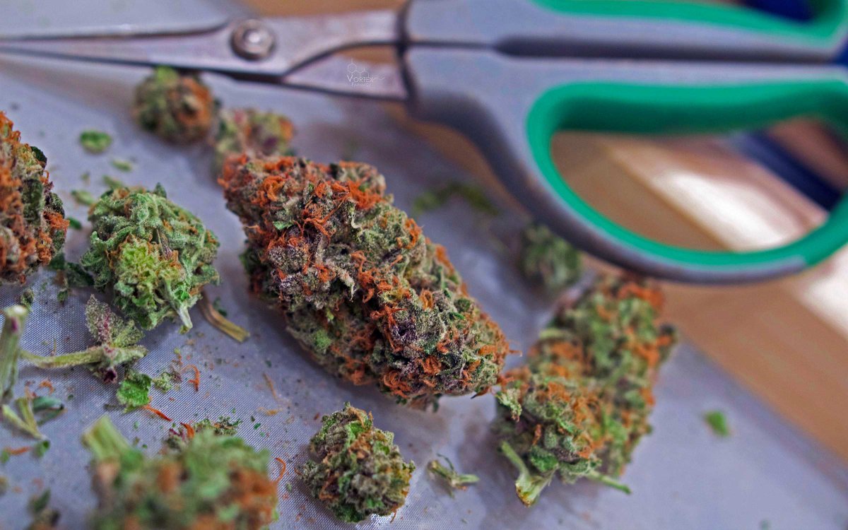 HIGH_TIMES_Mag's tweet photo. These Same Issues Will Affect Other States. Check Out The Top 10 Obstacles to Establishing Legal Weed in California. https://t.co/64TBSQVVpU https://t.co/wucHKQaGhu
