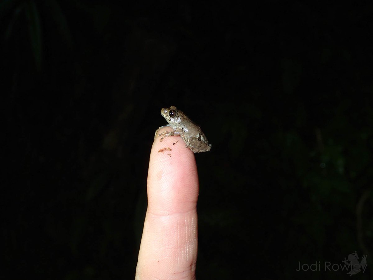 A very #TinyFrog - one the smallest tree frog species (Raorchestes  parvulus) in #Vietnam. #TinyHerps, image size:1200x900