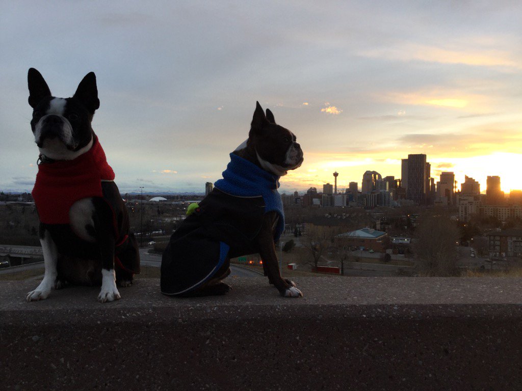 sandbott's tweet image. Nope, not gonna happen! We'll only look at you when you put the camera down!