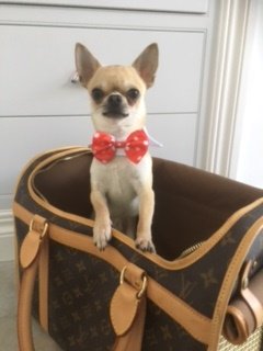 We have luxury dog friendly accommodation too! #dogfriendlyholidaycottage #luxurylytham #ollymurs #dogfriendlyholiday #Lancashire #chihuahua