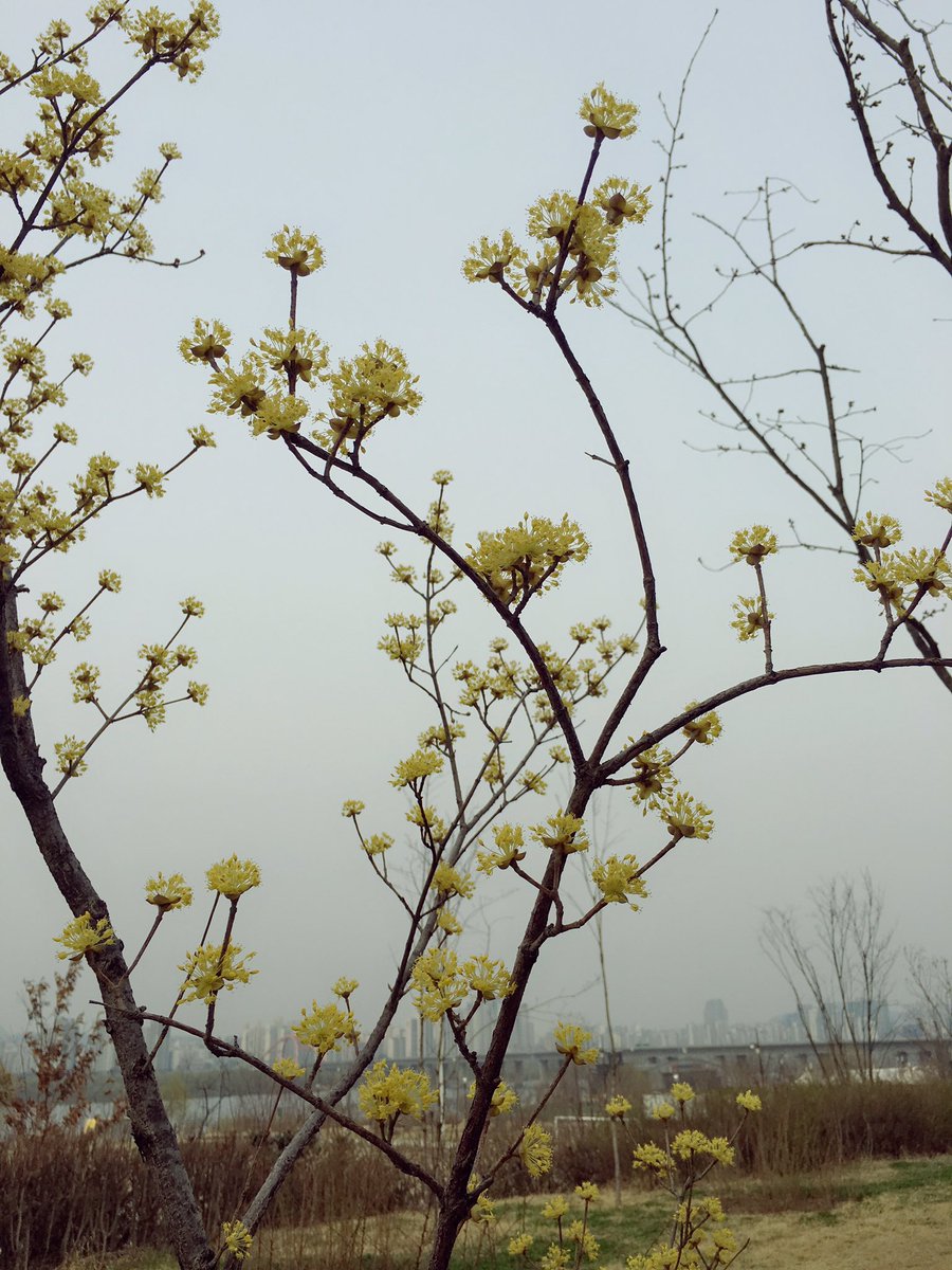 happytvxqtree's tweet photo. 그리고 서울시에서 길가로 가로수(?)를 더 심어서 숲부지내 산수유나무수는 늘었습니다 하지만 유노오빠나무쪽 산수유나무가 고사해버린 것에 대해서는 계속 논의를 하고 있습니다! #동방신기숲 #산수유나무 #팬나무 https://t.co/RTIWrAcKNA