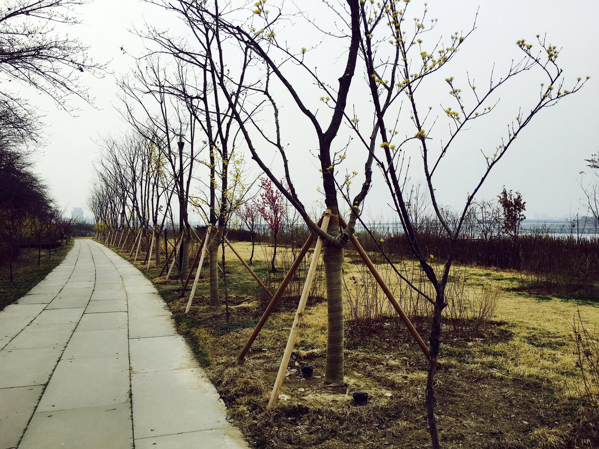happytvxqtree's tweet photo. 사진상으론 잘 안보이지만 홍매화가 꽃을 많이 피워서 멀리서도 동방신기나무들은 자기주장이 강해서 눈에 띄더라구요! #동방신기숲 https://t.co/yLPVP94qfd