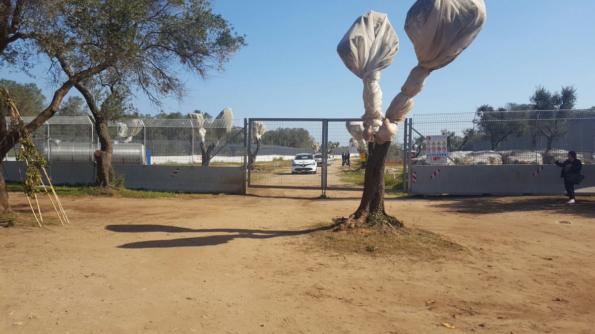 TgrRaiPuglia's tweet image. Sospesi fino a lunedì lavori espianto ulivi nel cantiere #Tap a #Melendugno. Continua il presidio dei manifestanti #NoTap