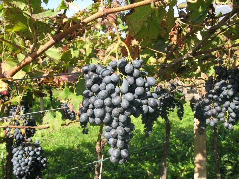 wine_mag's tweet photo. @BanfiWines-@Fondazione_Mach: accordo vigneto anti #botrite a #Montalcino https://t.co/Ortk7dkI0d #banfi #montalcuno #viticoltura #oenology https://t.co/7F20lSOW25