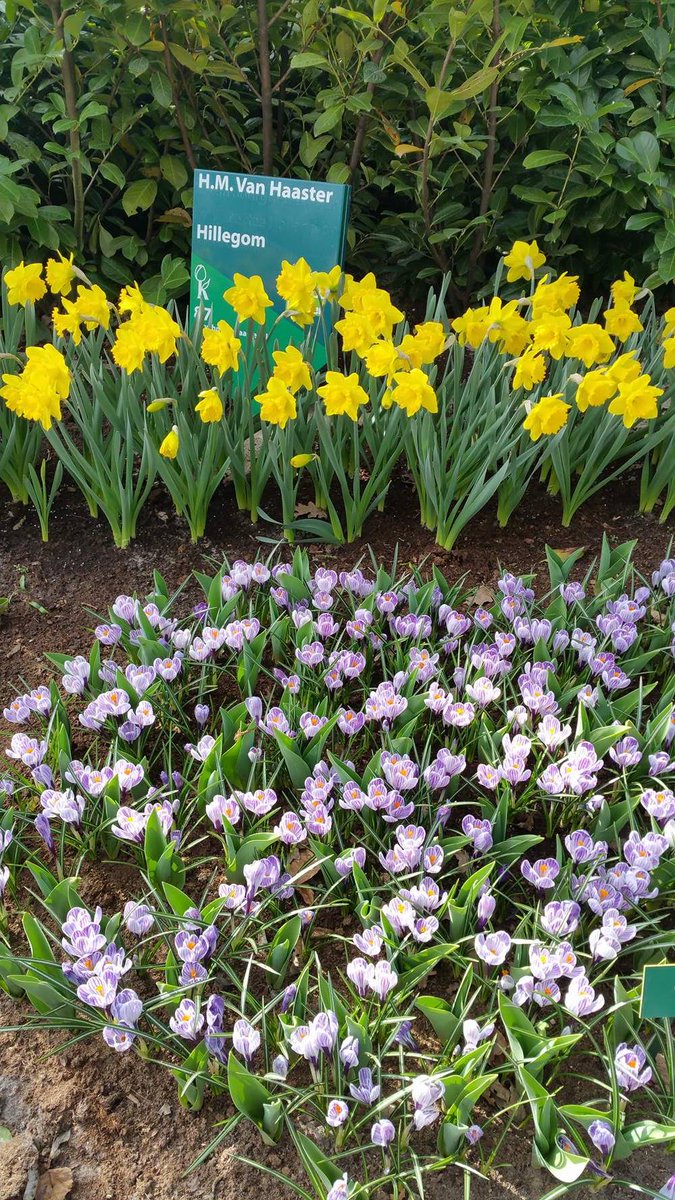 hmvanhaaster's tweet photo. Onze tuin in @visitkeukenhof wordt met de dag mooier en mooier. U kunt terecht in Keukenhof tot en met 21 mei. https://t.co/pACohYHQhQ