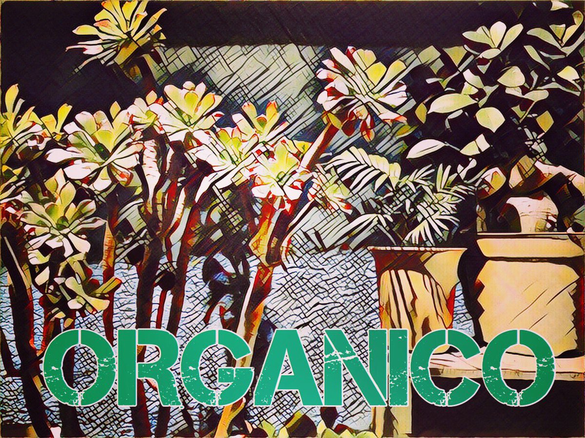 ORGANICO_wa's tweet photo. https://t.co/6YkrL9YGTc