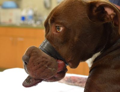 DogMagUsa's tweet image. Man Who Taped Dog's Mouth Shut Gets Max Sentence Of 5 Years In Pri =&amp;gt; bit.ly/2mRqCHC #dogs