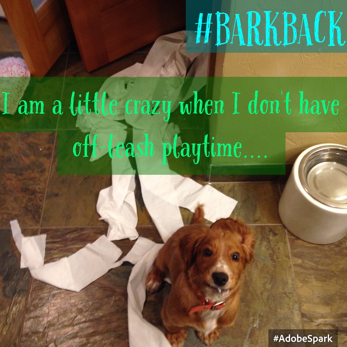 FEDPBarkBack's tweet image. Dogs need off-leash fun to get their crazies out #healthyhappypups #saveevergreendogpark #barkback #evergreen