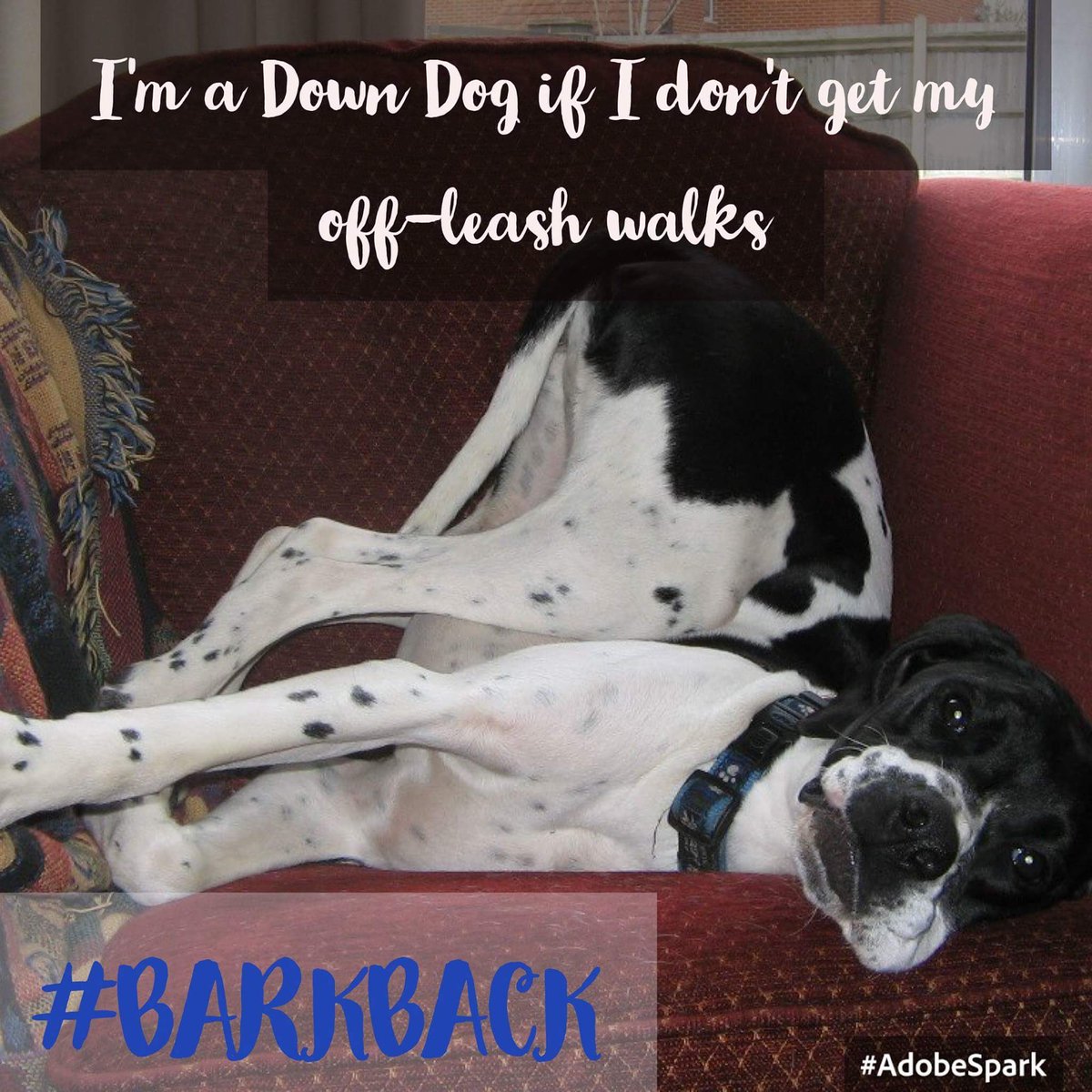 FEDPBarkBack's tweet image. #BARKBACK 200,000 people a year visit Evergreen Dog Park to keep their dogs happy &amp;amp; healthy.@JeffcoOpenSpace please help save pooch heaven!