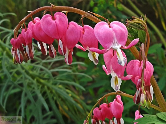 TropicalBritain's tweet photo. Lamprocapnos spectabilis https://t.co/2zvWC4i0G7