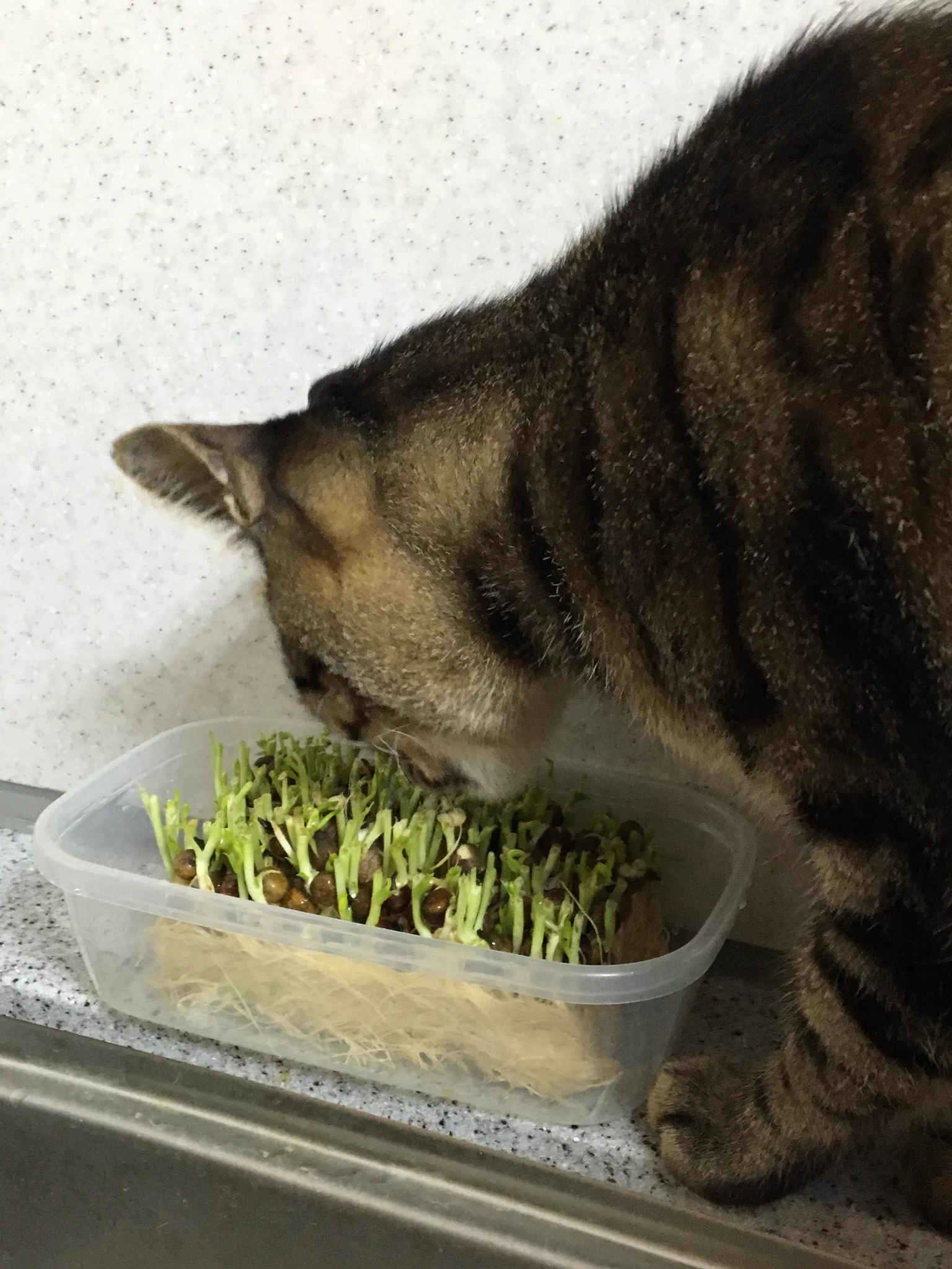 そりゃ無理だｗ豆苗が再生しない理由が残念すぎるｗｗ