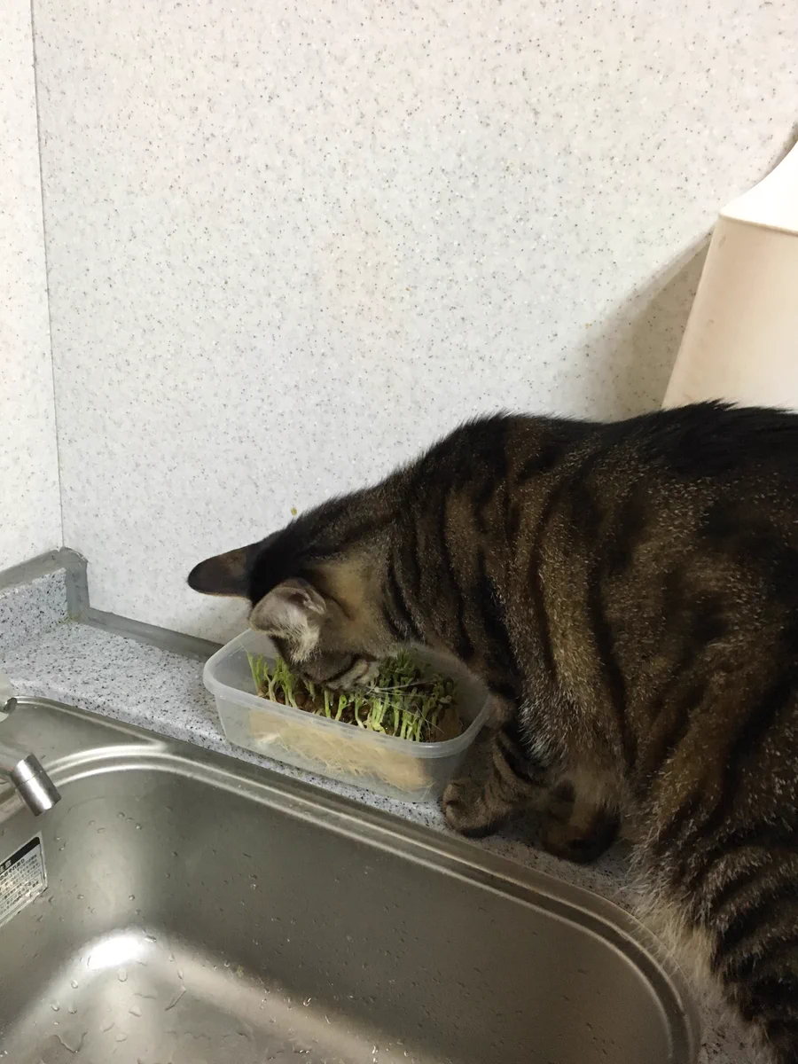 そりゃ無理だｗ豆苗が再生しない理由が残念すぎるｗｗ