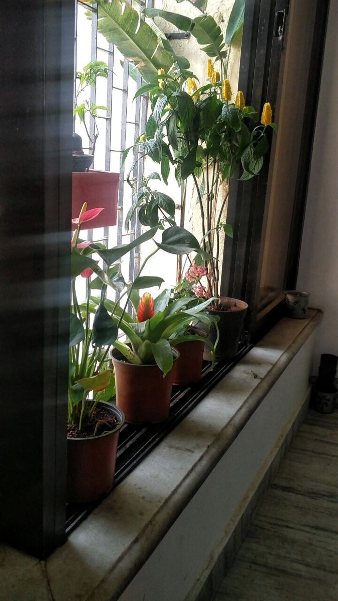 PlantTweeple's tweet photo. Our #plants in a #happyclients #home:) V hav #flowering #nonflowering #indoor #outdoor #succulents #cacti #herbs #veggies #creepers - et al! https://t.co/8aP0jjFdAA