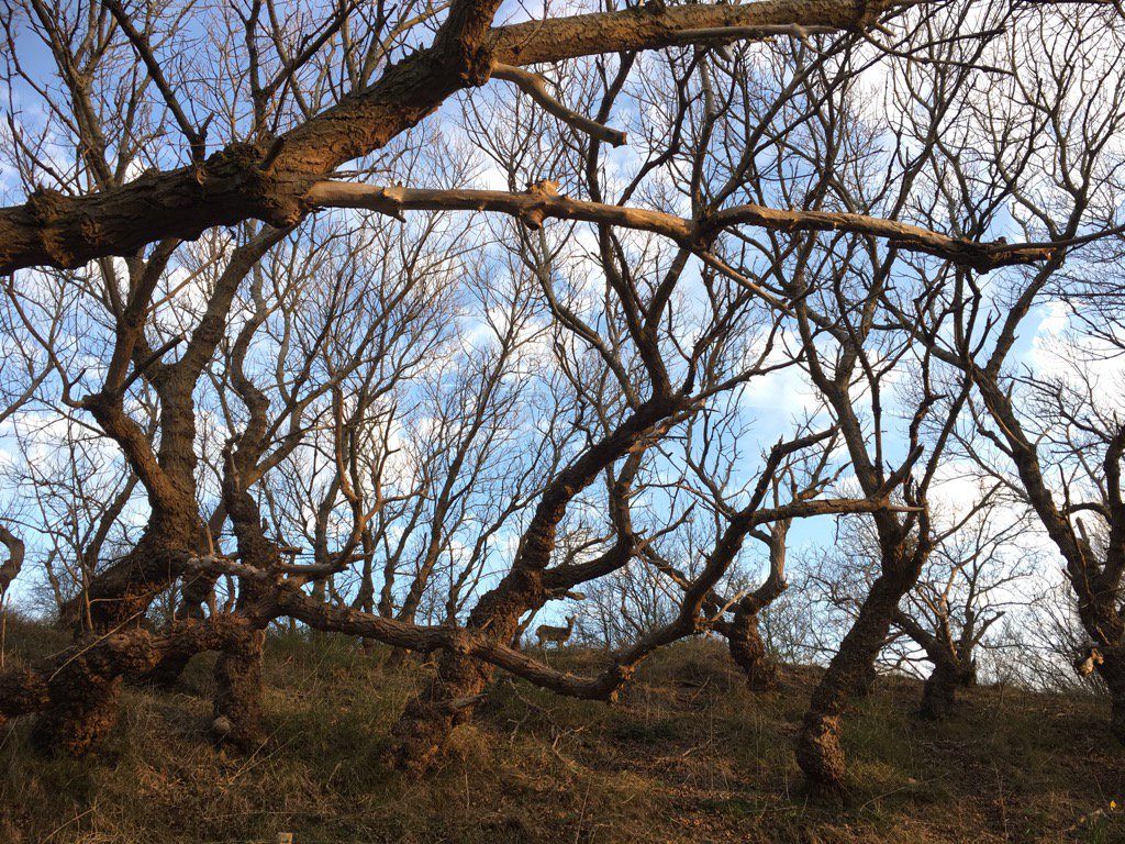 LeoLoijenga's tweet photo. Reetelling. Mooie geit en dito weertje. https://t.co/sOBzhHn28e