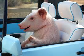 guardiacivil's tweet image. ¿Tiras colillas por la ventanilla del coche?
No sólo es una guarrada🐷, tambien un peligro para
motoristas🚵
ciclistas🚴
peatones🚶
incendio🔥