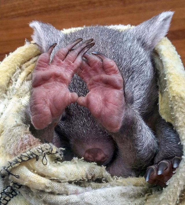 Hide and seek, baby wombat style! (Photo: <a href="/FlindersIsland/">Flinders Island</a>)