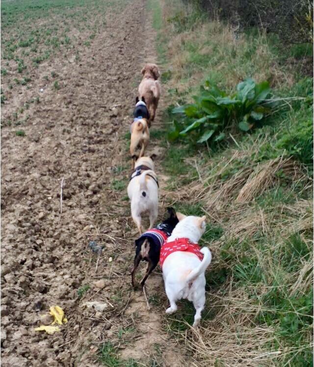 _PreciousPaws's tweet image. All In a row!! Team precious paws out having fun navigating the fields.🐾 #doglife #fossemeadows #leicester