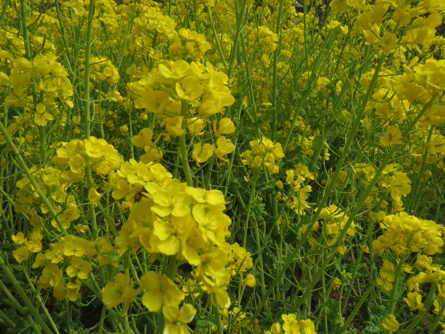 菜の花や月は東に日は西に 俳句の季語や意味 表現技法 鑑賞文 作者など徹底解説 俳句の教科書 俳句の作り方 有名俳句の解説サイト