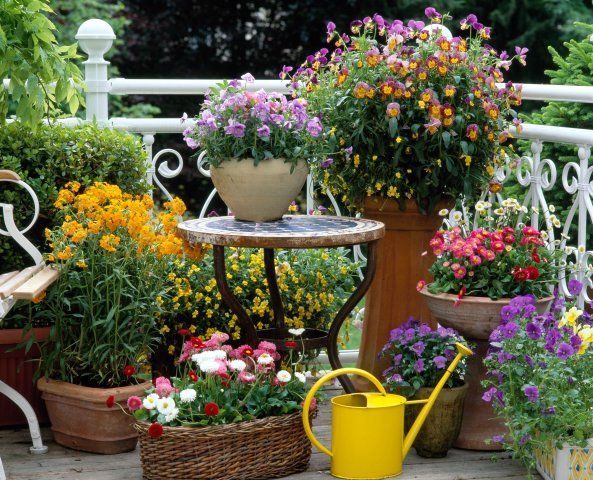 Small garden?  No problem! Tips on #gardening in a small space buff.ly/2ngsiHb <a href="/gransnet/">Gransnet</a> <a href="/ageuk/">Age UK (now @age_uk)</a> <a href="/AgeConcernHants/">AgeConcernHampshire</a> @Mum_TheMadHouse
