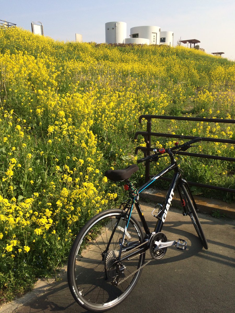 digoxin800's tweet image. 春ですね。