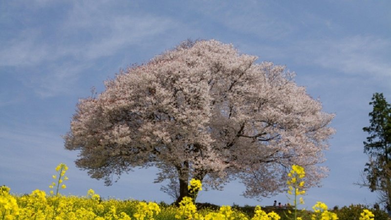 Yamazakura, Pohon Bunga Sakura Yang Tumbuh Indah Di Alam Liar | j.mp/2ojLnsA