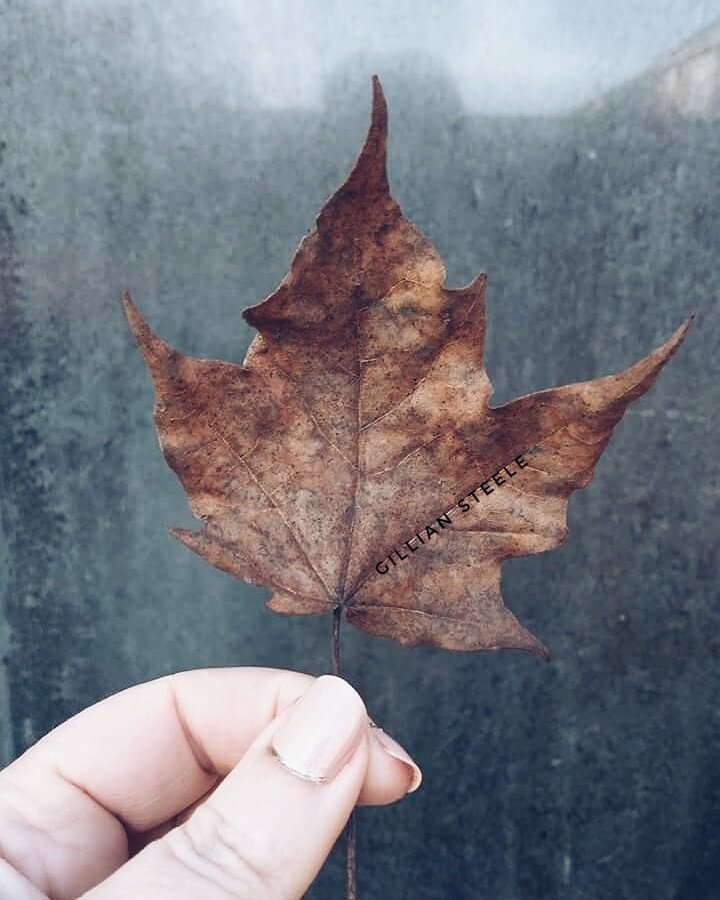 rainedayuk's tweet photo. Just cleaning up the last of the winter leaves. #Staffordshire #cannockchase #nature #outside #countryfile https://t.co/O9s0Ccig3j